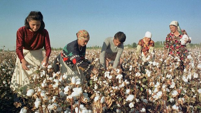 Uzbekistan-Cotton.jpeg