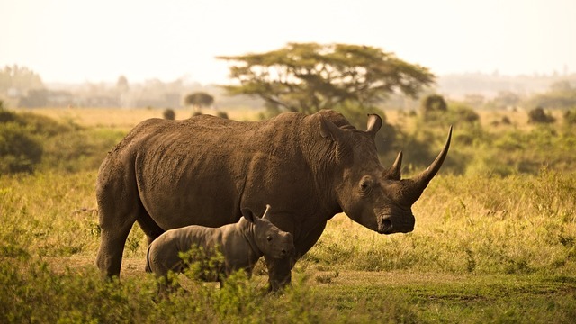 Wild-Mother-And-Child-Rhino-Animals-Horns-Calf-6065480.jpg